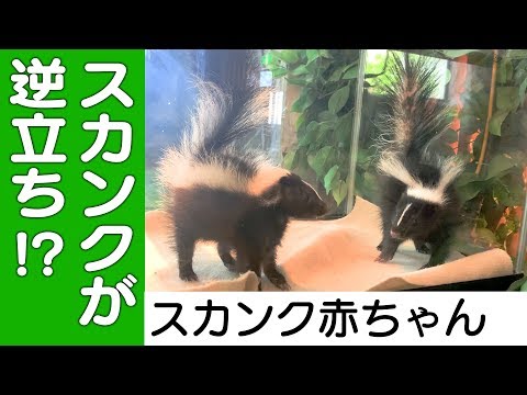 スカンク 逆立ちスカンク ２頭の赤ちゃん公開中 那須どうぶつ王国 Striped Skunk Two Babies With Funny Actions Youtube