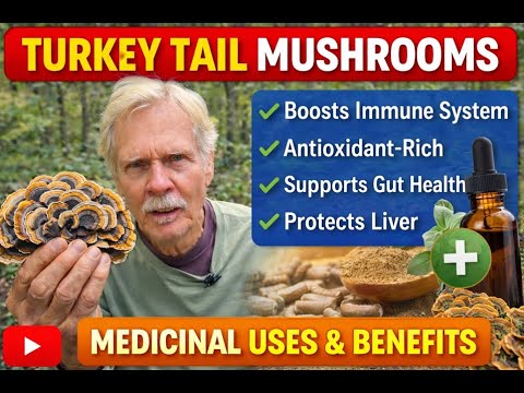 In this video, we explore the turkey tail mushroom and why it has been valued in traditional medicine for centuries. Learn about its immune-supporting properties, unique compounds like polysaccharides, and how turkey tail is commonly used today as teas, extracts, and supplements. This video covers the basics of what turkey tail is, where it grows, and why it continues to gain attention in modern wellness.