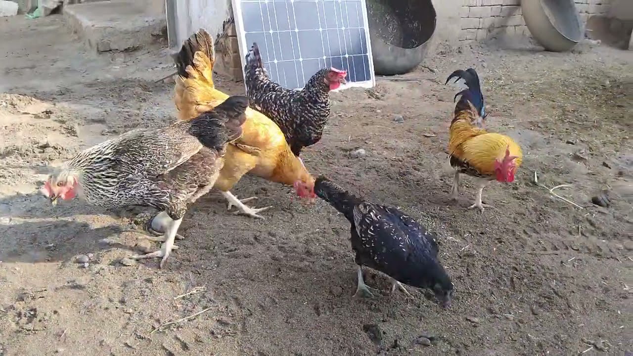 Desi Rooster’s Energetic Morning Fun 🐓 || Chasing Hens & Peaceful Breakfast || Hawa Bird TV