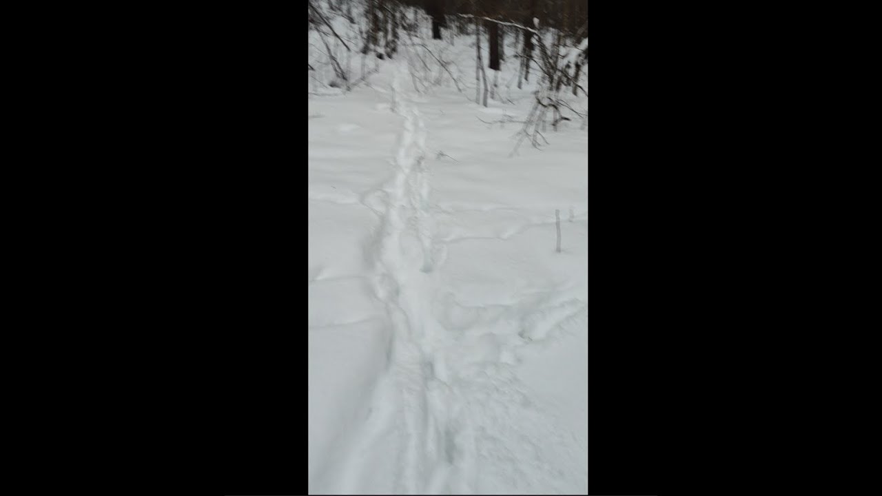 Зимовий ліс без слів ❄️ Ходжу і шукаю диких тварин | Silent Winter Forest Walk