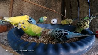 Budgie Mealtime: Mixed Seeds (Haver Seeds, Canary Seeds, and more)