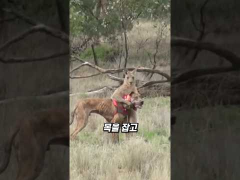 <strong>헤드락</strong> 건 캥거루, 선빵을 맞았습니다 ㄷㄷ