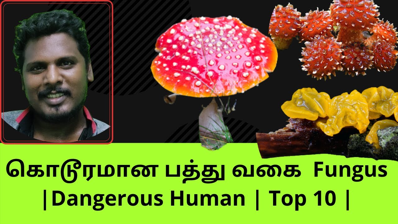 கொடூரமான பத்து வகை Fungus Fungus Type Fungus Dangerous Human Top