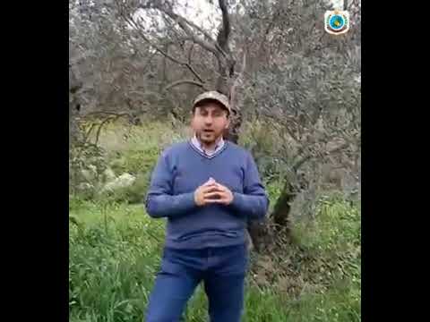 أهمية رش الجنزارة على أشجار الزيتون