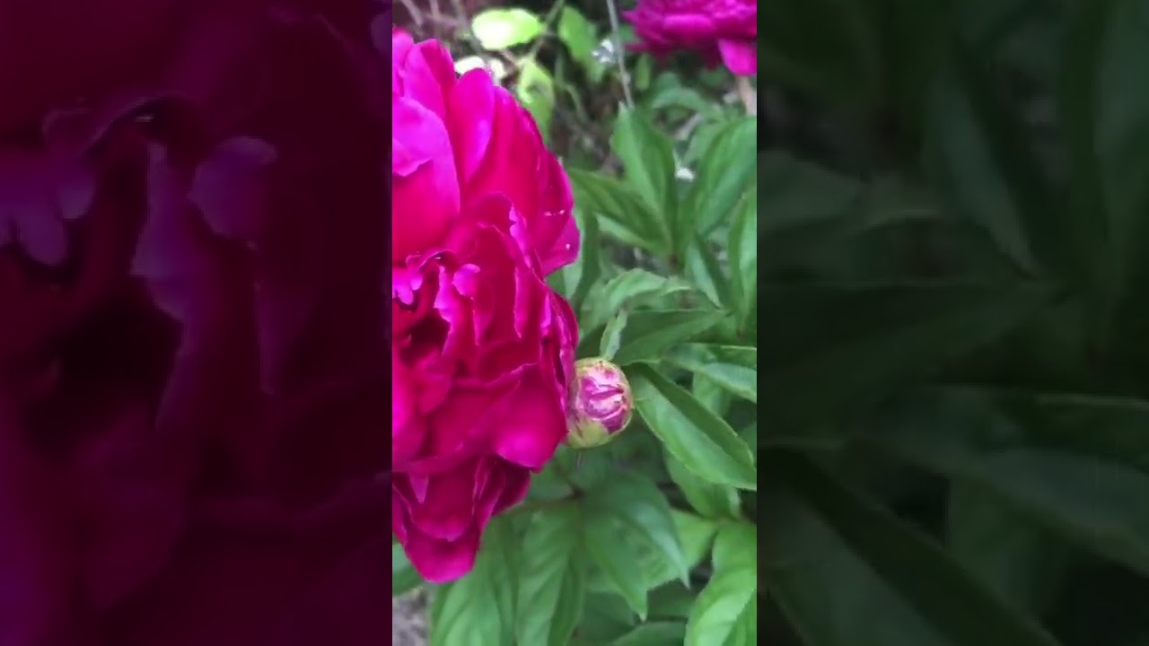 Red Peonies- When flowers bloom once a year they are worth appreciating!