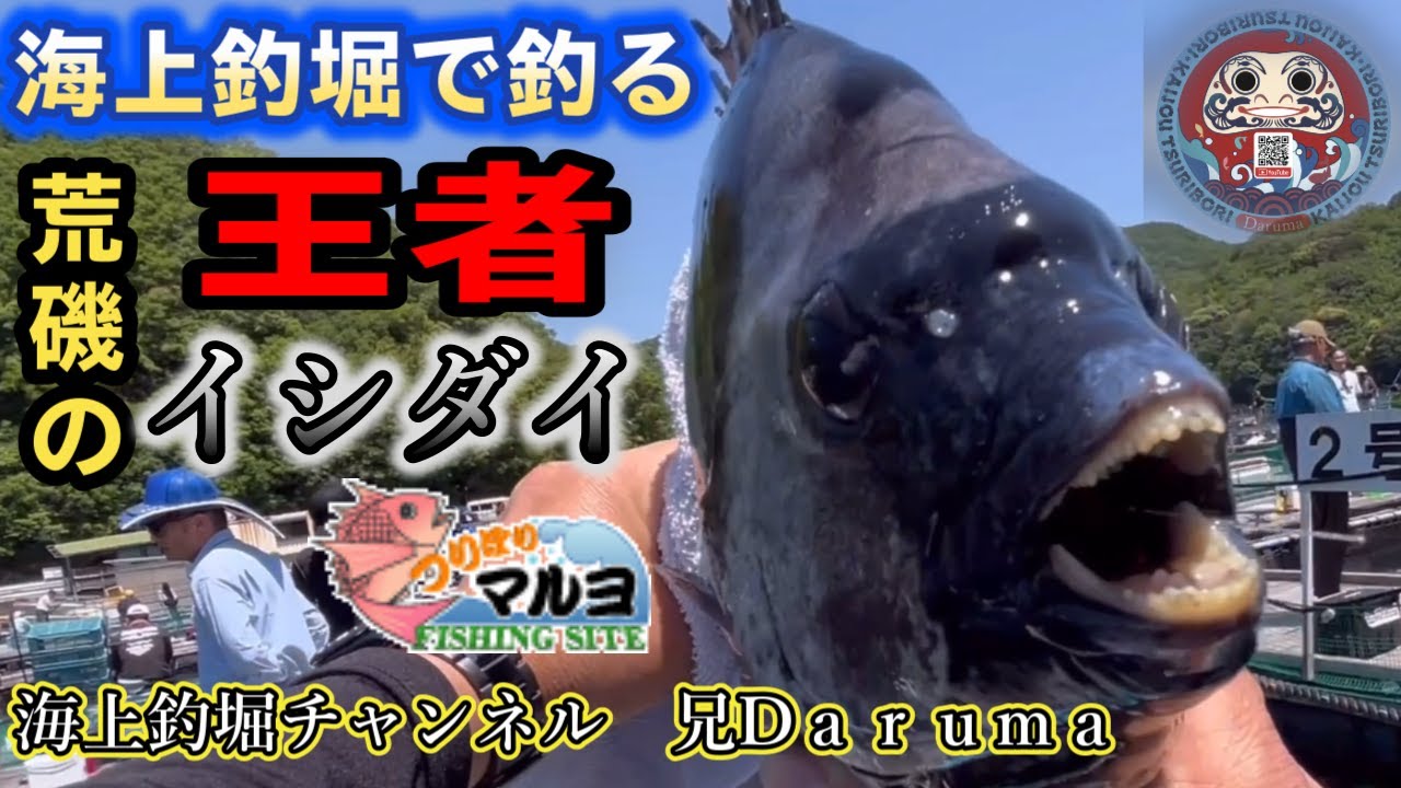 【海上釣堀】つりぼりマルヨ貸し切り釣行令和6年5月4日（土）の模様です。