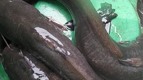 mồi tép siêu nhạy cá ngát.. về miền tây quê e