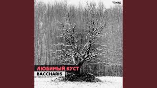 Не свети еблом - Baccharis