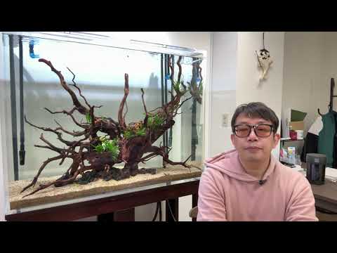A story about driftwood and the work of an aquarium enthusiast