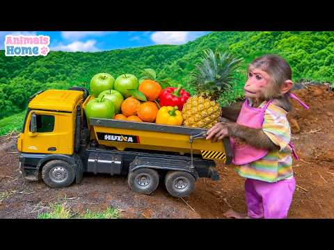BiBi monkey goes up the mountain to harvest fruits