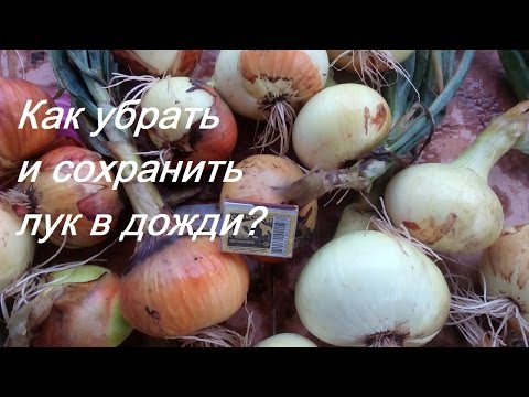 Когда убирать лук с грядки на хранение? Как сохранить лук?