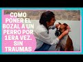 ▷PONER BOZAL A UN PERRO POR 1ªVEZ sin traumas!✅