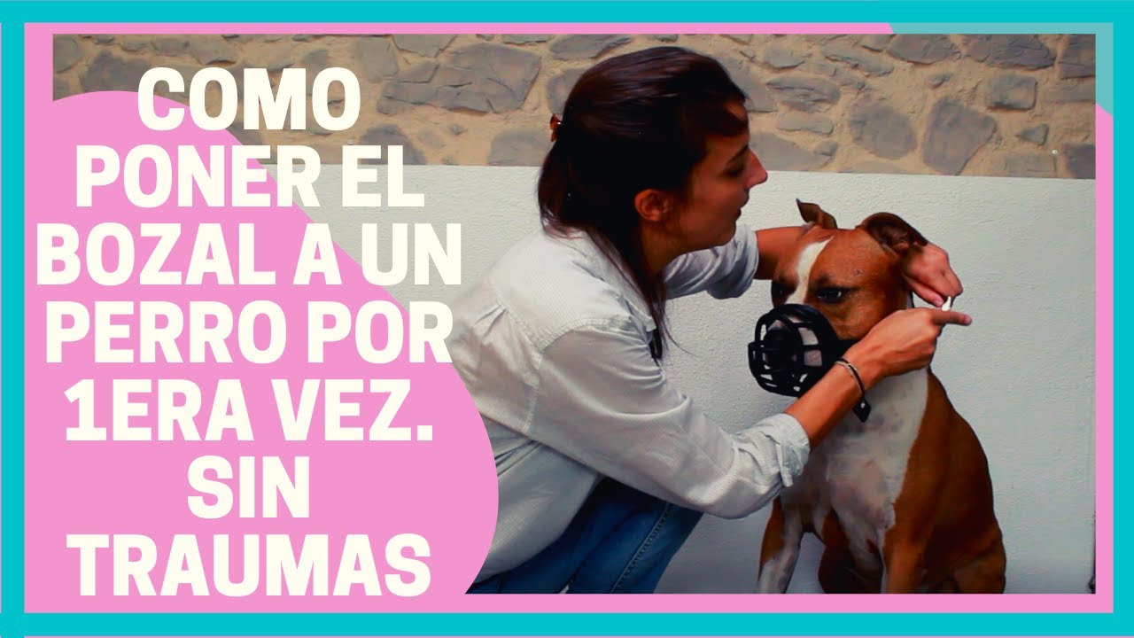 ponerle bozal a un perro
