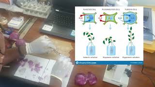 Plasmolysis In Onion Cells