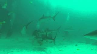 Jeff's Shark Diving - Stuart Cove's - Nassau, Bahamas