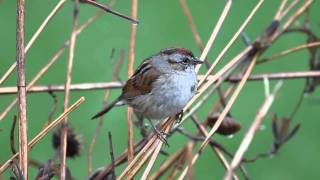 Swamp Sparrow - April 23, 2011