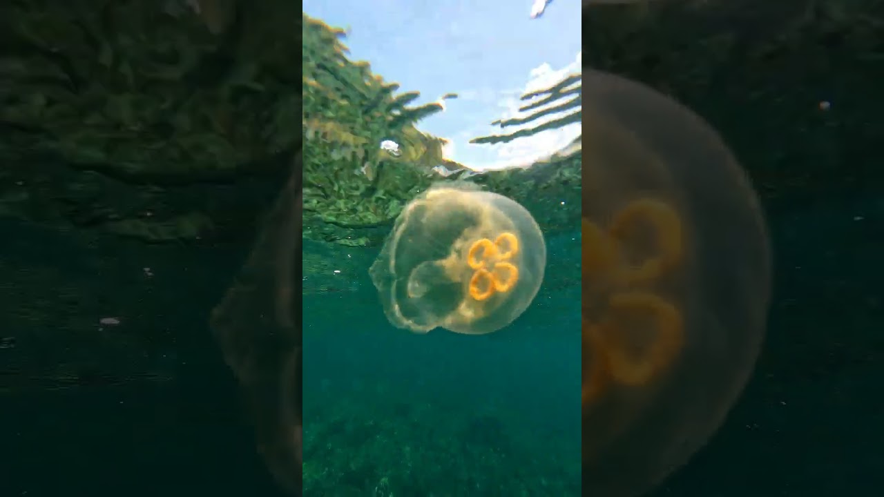 Pulsating Jellyfish