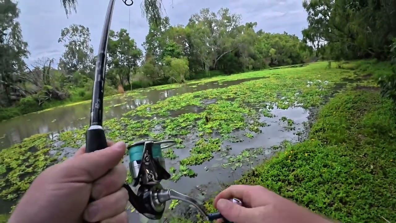 Ross river Barra on surface 