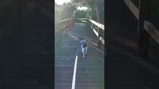 Fresh Lofi for your soul 🎵 #dogslife @thehomestayerlofi