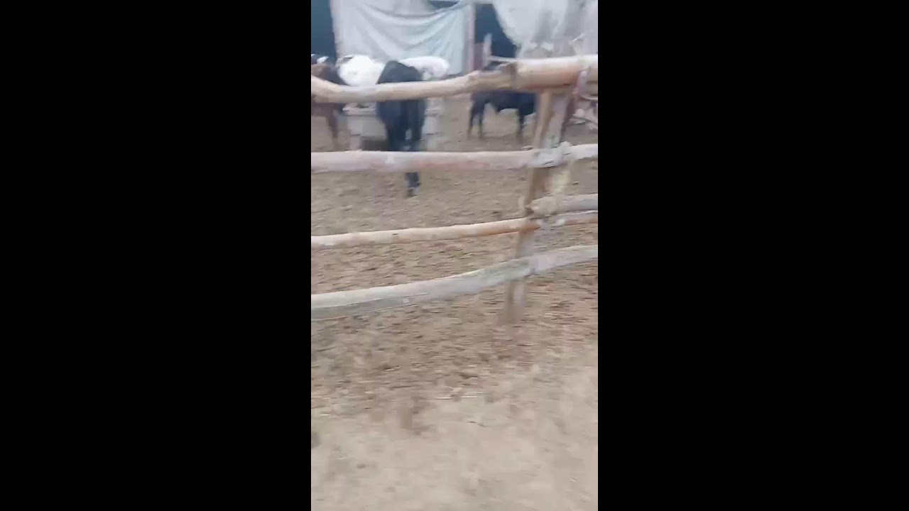 FUNNY COW DANCE 10 │ Cow Song & Cow Videos (Official Moo Video 4K)