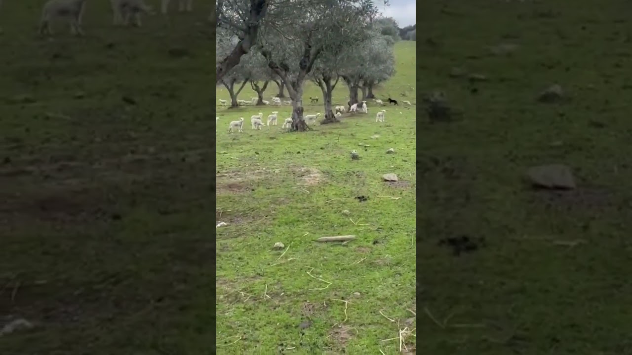 Goucha Partilha Momentos Raros no Monte! «Acordar no Alentejo» 