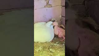 pigeon baby feeding time#youtubeshorts #viral #pigeon #kabutar #shortvideo #trending #birds #shorts