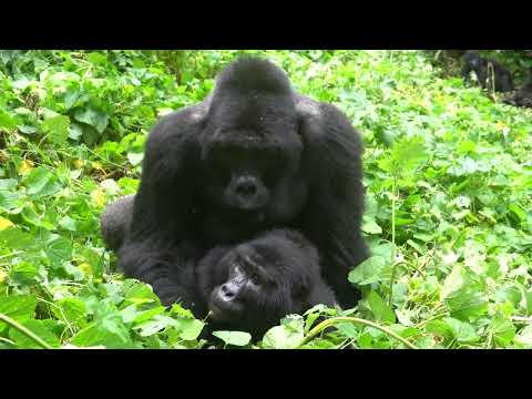 RARE FOOTAGE - Silverback Mountain Gorilla Mating in Bwindi Impenetrable Forest