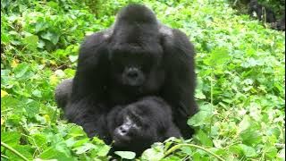 RARE FOOTAGE - Silverback Mountain Gorilla Mating in Bwindi Impenetrable Forest