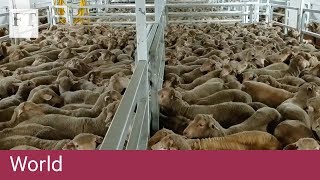 Sheep held in horrific conditions on Australian export ship