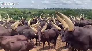 Okwozya Ente Inka Spraying Cows