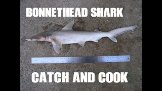 Bonnethead Shark Catch And Cook | Jensen Beach | Nov 2019