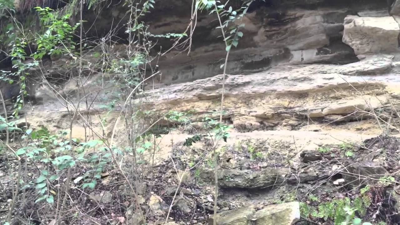 2015 Trail Video Fern Panther Hollow