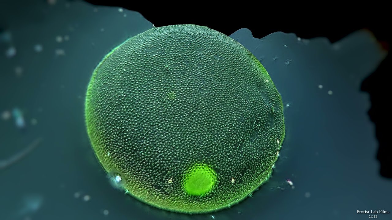 3D Animation Of A Living Volvox Colony
