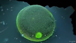 3D Animation Of A Living Volvox Colony