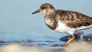 Taşçeviren - Ruddy Turnstone - Arenaria Interpres