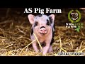 Visit to AS Pig Farm ll Fazilka - Punjab ll Swastik Pig Farm