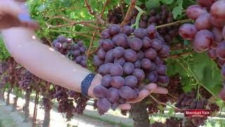 Mountain View Focus: Scarlet Royal Grapes