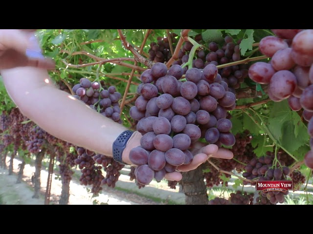 Mountain View Focus: Scarlet Royal Grapes class=