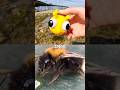 Bug Insect Names for Kids to Learn by the Pier: Bee Fly Jewel Beetle Firefly Butterfly