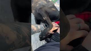 Mars IS On Deck! #malinois #dog #dogs #training #howto #learning