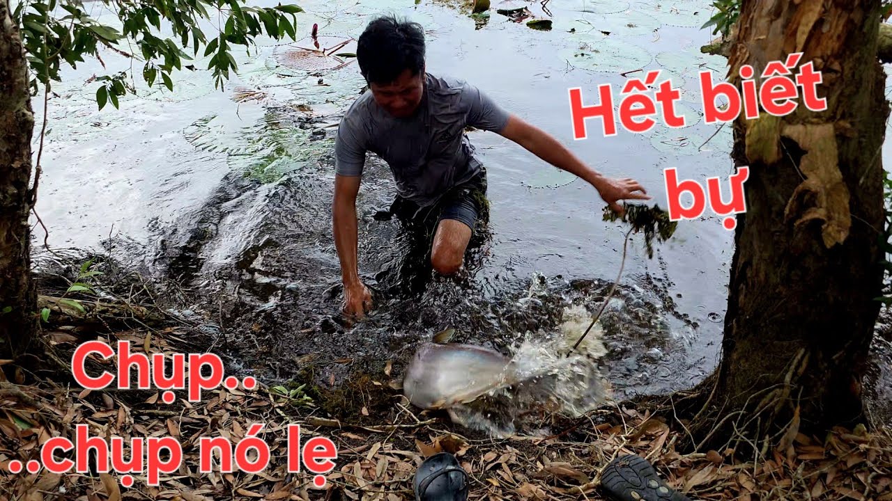 Xém mất bộ cần câu. Bà cậu độ trúng 1 bầy cá khủng Tràm Chim | Săn bắt SÓC TRĂNG |