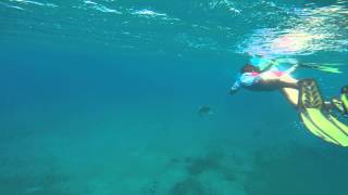diving with turtles in cyprus