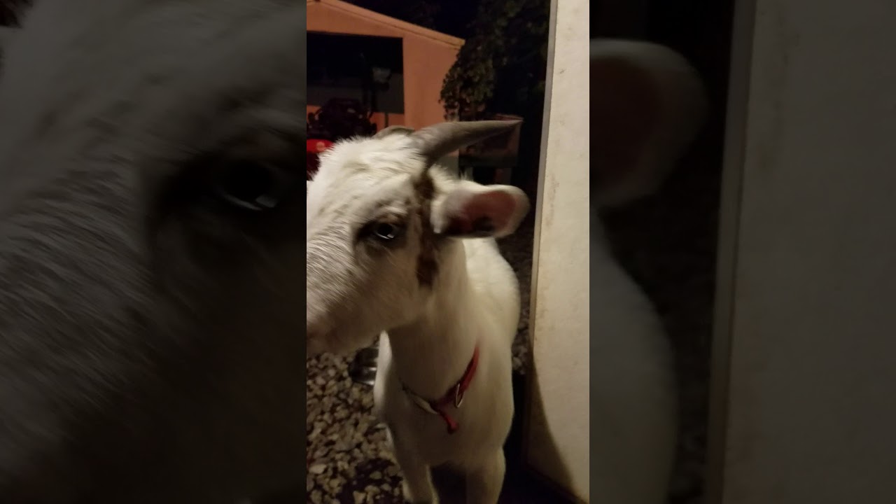 Gunther the goat eating animal crackers. YouTube