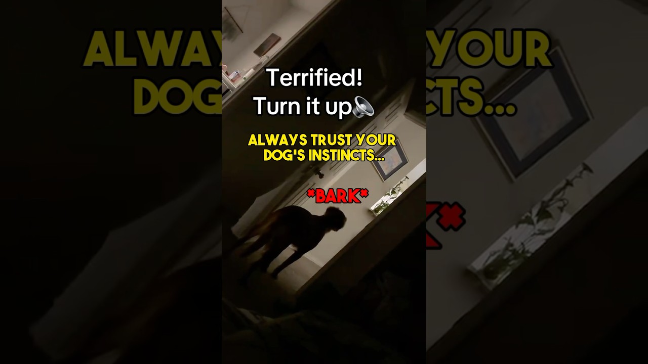 DOG Protects Owner From GHOST!