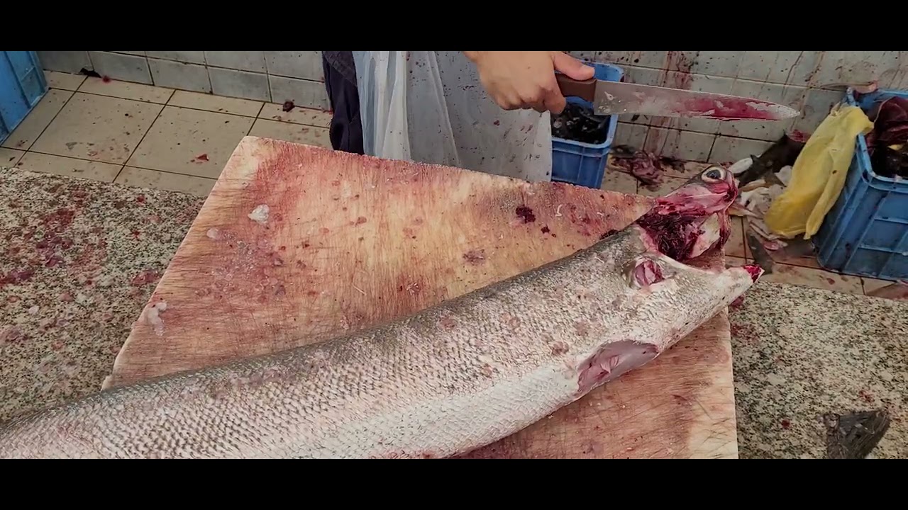 Barracuda Skinning & Filleting Skills 2021// 3 Fit Barracuda Fish Cutting//$75 Barracuda Fish Fillet