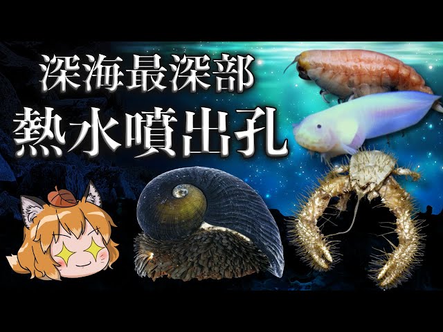 青森県恐山熱水噴出口沈殿鉱物 Deep Sea] The origin of life!? 7 creatures living in hydrothermal