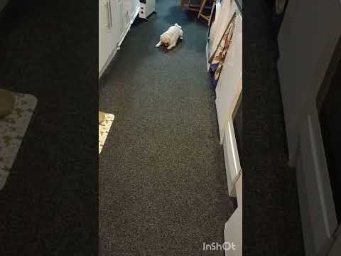 Albi Playing Malteaser Football