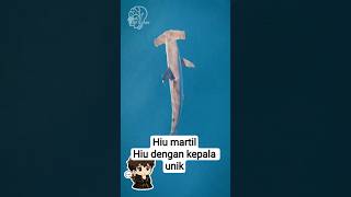 Hiu martil(hiu palu) dengan kemampuan uniknya|| FAKTA UNIK #animals #shorts #funfacts #ikan