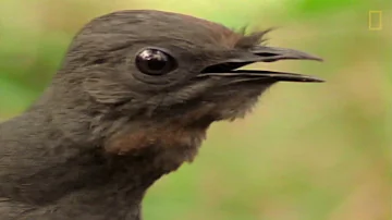 ¿Qué pájaro tiene la voz más dulce?
