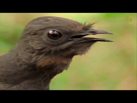 Video: ¿El pájaro lira tiene su propio sonido?